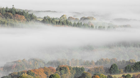 Blanket of mist over Abbeyford Woods