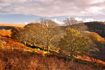 Autumn colours at Burrator