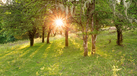 Golden beams through the trees near Burrator