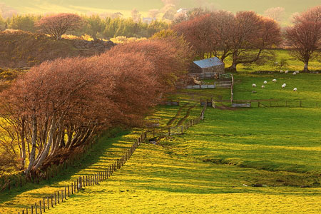 Beautiful rust coloured trees near Meldon, Dartmoor