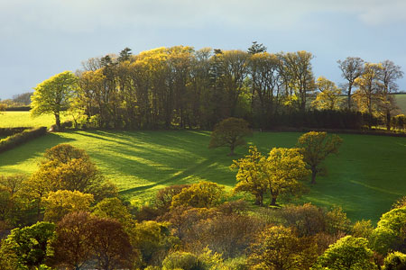 Golden light over fields near Okehampton, Devon