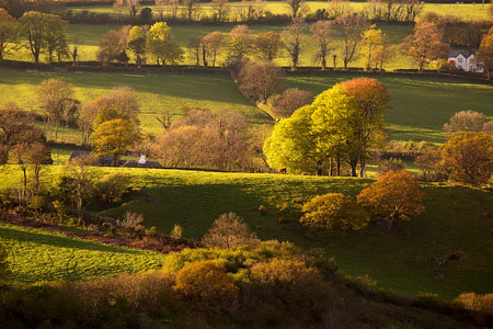 Golden light shining on trees and fields, Brentor, Devon