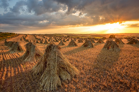 Sun setting behind rows of stooks bathing them in golden light