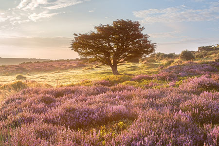 Gallery of my Exmoor images