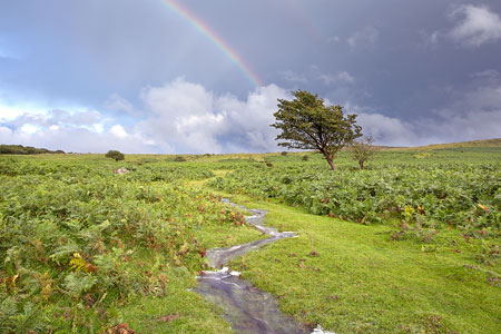 Prewley Rainbow